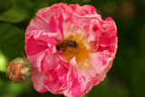 Rosa gallica 'Versicolor' RCP6-2012 041.JPG